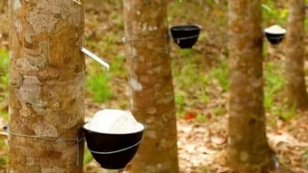 Ngày 11/3: Giá cao su kỳ hạn tại các thị trường lớn đồng loạt tăng
