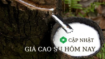Ngày 12/3: Giá cao su đồng loạt giảm