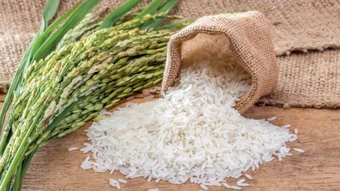 Ngày 12/3: Giá lúa gạo tại Đồng bằng sông Cửu Long bình ổn, gạo xuất khẩu tiếp đà tăng