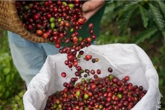 Ngày 13/3: Giá cà phê và hồ tiêu đồng loạt giảm mạnh