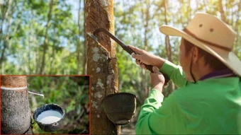 Ngày 13/3: Giá cao su hồi phục nhờ nguồn cung thắt chặt