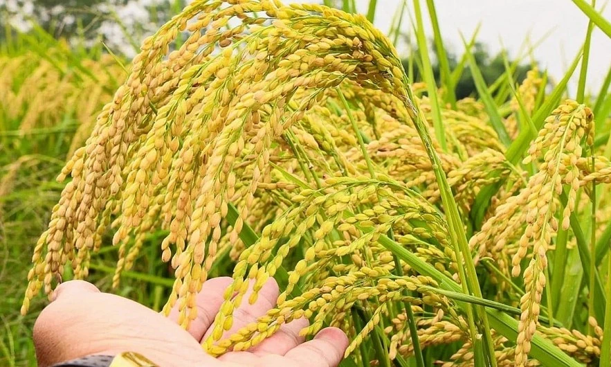 Ngày 14/3: Giá gạo xuất khẩu đi ngang, lúa neo cao Ngày 14/3: Giá gạo xuất khẩu đi ngang, lúa neo cao