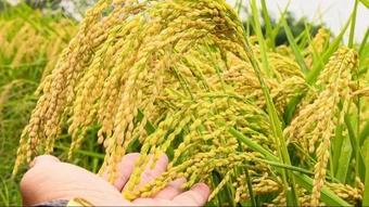 Ngày 14/3: Giá gạo xuất khẩu đi ngang, lúa neo cao