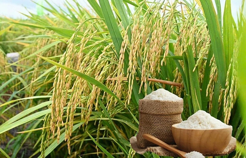 Ngày 15/3: Giá gạo nguyên liệu xuất khẩu giảm, lúa bình ổn Ngày 15/3: Giá gạo nguyên liệu xuất khẩu giảm, lúa bình ổn