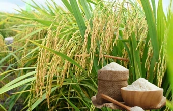 Ngày 15/3: Giá gạo nguyên liệu xuất khẩu giảm, lúa bình ổn