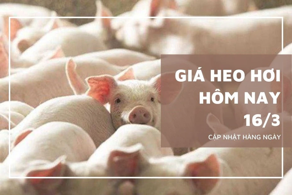 Ngày 16/3: Giá heo hơi xuất hiện tín hiệu tăng ở một số địa phương