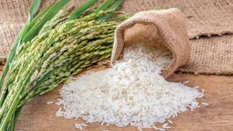 Ngày 17/3: Giá lúa tại Đồng bằng sông Cửu Long đi ngang, gạo xuất khẩu có xu hướng giảm