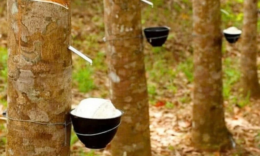 Ngày 18/3: Giá cao su Nhật Bản, Thái Lan hồi phục nhờ giá dầu tăng
