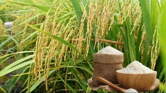 Ngày 20/3: Giá lúa gạo tại Đồng bằng sông Cửu Long tiếp tục trầm lắng