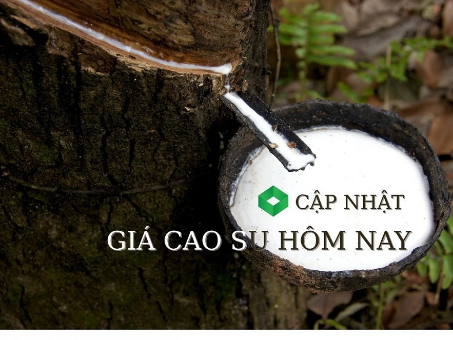 Ngày 21/3: Giá cao su giảm trên diện rộng tại các sàn giao dịch lớn châu Á Ngày 21/3: Giá cao su giảm trên diện rộng tại các sàn giao dịch lớn châu Á
