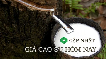 Ngày 21/3: Giá cao su giảm trên diện rộng tại các sàn giao dịch lớn châu Á