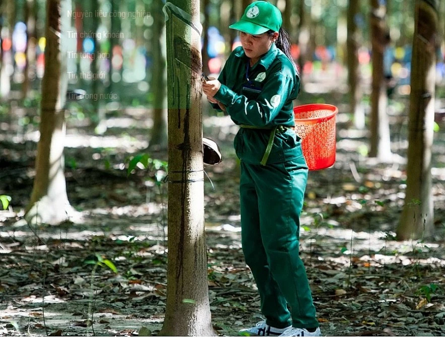 Ngày 22/3: Giá cao su thế giới ít thay đổi, trong nước không biến động Ngày 22/3: Giá cao su thế giới ít thay đổi, trong nước không biến động