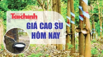 Ngày 24/3: Giá cao su thế giới phân hóa trên các sàn châu Á