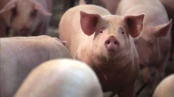 Ngày 24/3: Giá heo hơi tăng - giảm trái chiều tại nhiều địa phương
