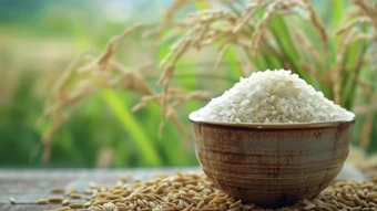Ngày 24/3: Giá lúa gạo tại Đồng bằng sông Cửu Long trầm lắng giữa cao điểm thu hoạch