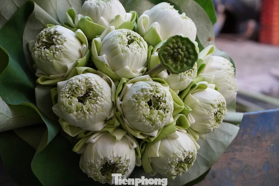 Nghề trồng sen ở quê Bác
