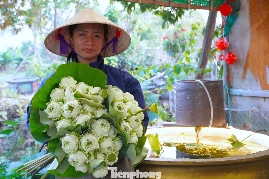 Nghề trồng sen ở quê Bác