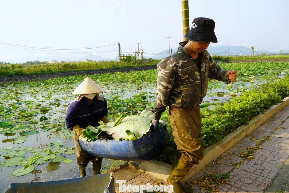 Nghề trồng sen ở quê Bác
