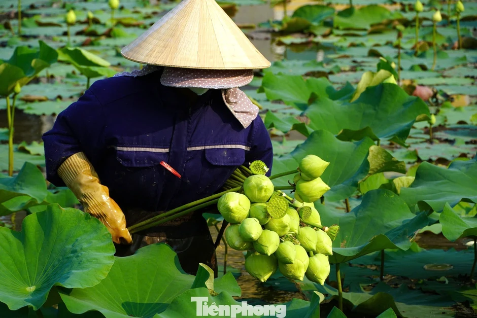 Nghề trồng sen ở quê Bác
