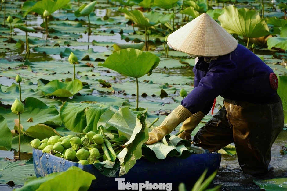 Nghề trồng sen ở quê Bác