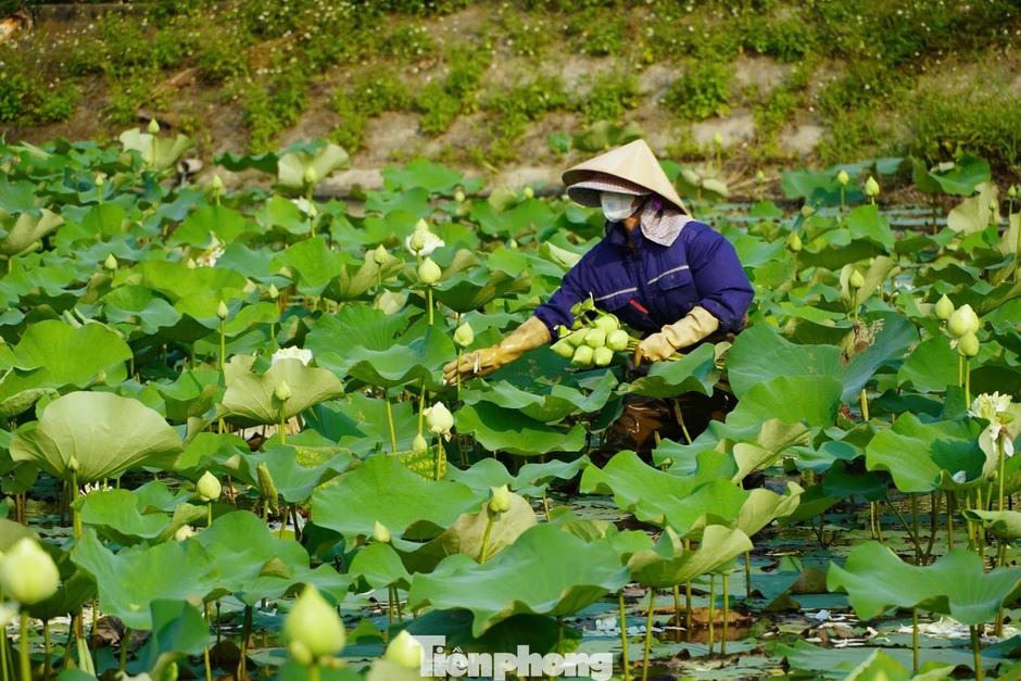 Nghề trồng sen ở quê Bác