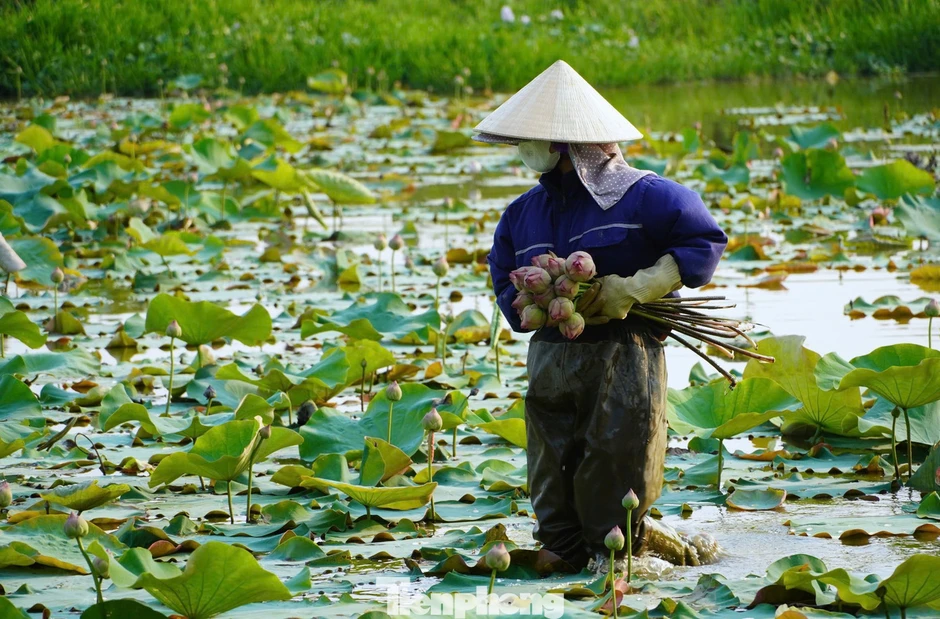 Nghề trồng sen ở quê Bác
