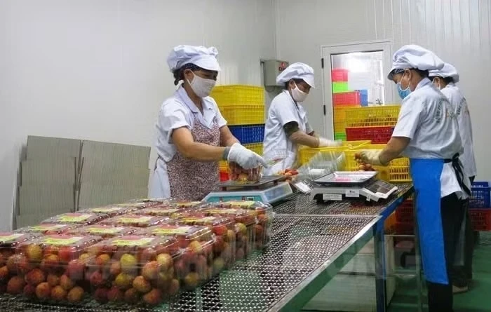 Nghịch lý mùa vải năm nay Nghịch lý mùa vải năm nay
