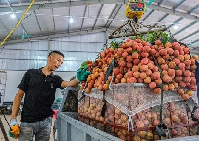Nghịch lý mùa vải năm nay Nghịch lý mùa vải năm nay