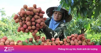 Nghịch lý mùa vải năm nay