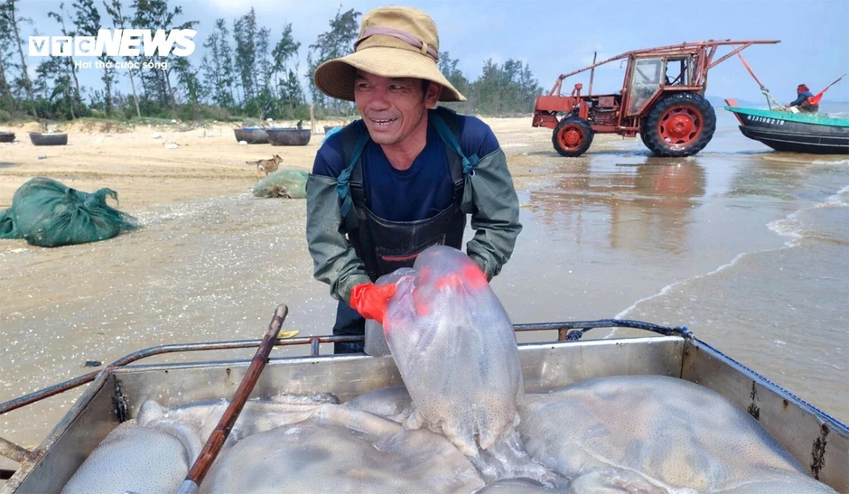 Ngư dân Nghệ An trúng 'lộc biển', mỗi ngày thu tiền triệu Ngư dân Nghệ An trúng 'lộc biển', mỗi ngày thu tiền triệu