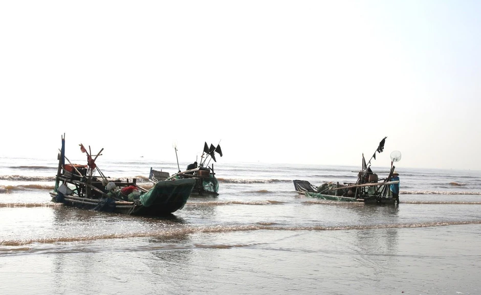 Ngư dân Nghệ An trúng 'lộc biển', mỗi ngày thu tiền triệu Ngư dân Nghệ An trúng 'lộc biển', mỗi ngày thu tiền triệu