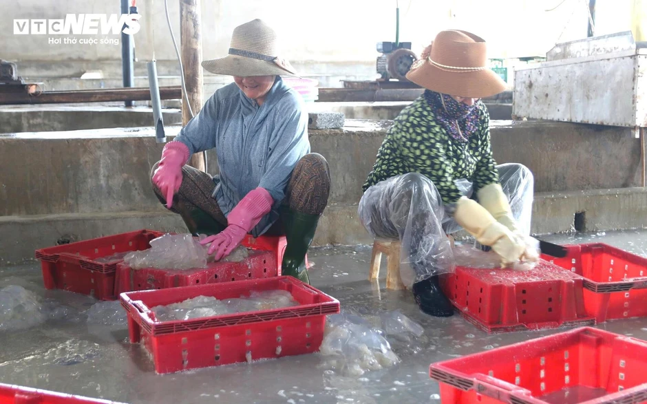 Ngư dân Nghệ An trúng 'lộc biển', mỗi ngày thu tiền triệu Ngư dân Nghệ An trúng 'lộc biển', mỗi ngày thu tiền triệu