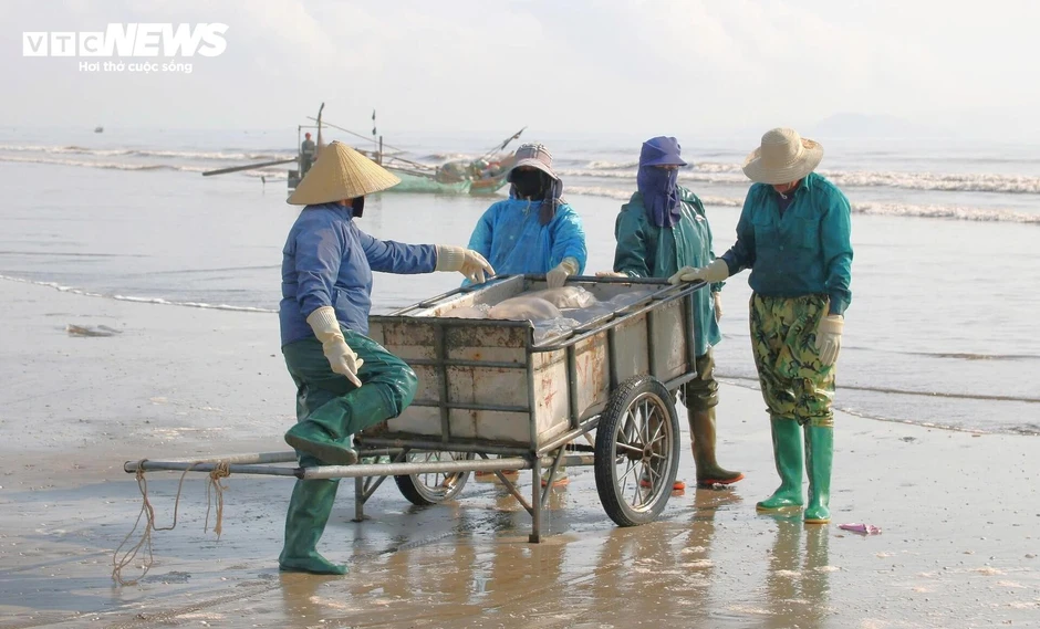 Ngư dân Nghệ An trúng 'lộc biển', mỗi ngày thu tiền triệu Ngư dân Nghệ An trúng 'lộc biển', mỗi ngày thu tiền triệu