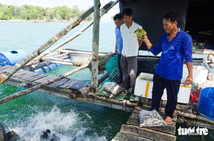 Người dân đảo Hải Tặc 'phất lên' nhờ nuôi cá lồng bè trên biển Người dân đảo Hải Tặc 'phất lên' nhờ nuôi cá lồng bè trên biển