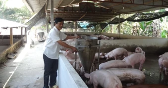 Người nuôi heo lãi lớn năm 2026: Cơ hội và thách thức trong ngành chăn nuôi