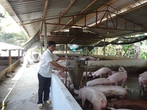 Người nuôi heo lãi lớn Người nuôi heo lãi lớn