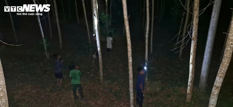 Người TP Huế đêm khuya vào rừng săn 'lộc trời' thu bạc triệu mỗi ngày Người TP Huế đêm khuya vào rừng săn 'lộc trời' thu bạc triệu mỗi ngày