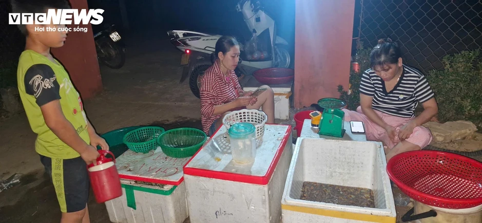 Người TP Huế đêm khuya vào rừng săn 'lộc trời' thu bạc triệu mỗi ngày Người TP Huế đêm khuya vào rừng săn 'lộc trời' thu bạc triệu mỗi ngày