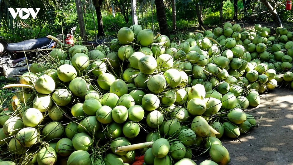 Người trồng dừa Vĩnh Long lao đao vì giá chạm đáy Người trồng dừa Vĩnh Long lao đao vì giá chạm đáy