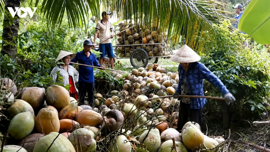 Người trồng dừa Vĩnh Long lao đao vì giá chạm đáy Người trồng dừa Vĩnh Long lao đao vì giá chạm đáy