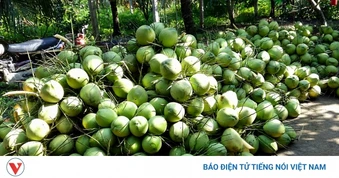 Người trồng dừa Vĩnh Long lao đao vì giá chạm đáy
