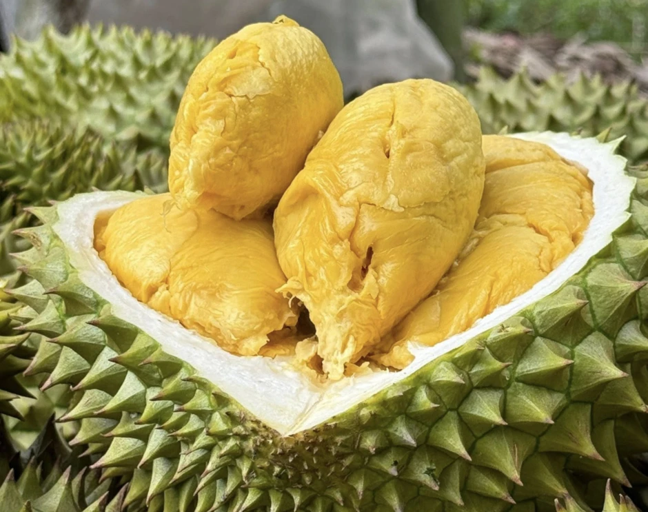 Nguồn cung ‘bùng nổ’ ở thị trường Trung Quốc, giá sầu riêng lao dốc Nguồn cung ‘bùng nổ’ ở thị trường Trung Quốc, giá sầu riêng lao dốc