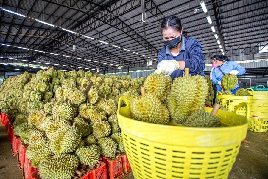 Nguồn cung ‘bùng nổ’ ở thị trường Trung Quốc, giá sầu riêng lao dốc Nguồn cung ‘bùng nổ’ ở thị trường Trung Quốc, giá sầu riêng lao dốc