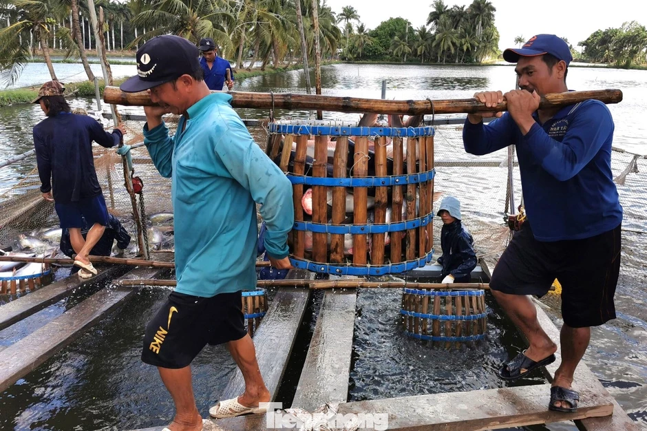 Nhà hàng sushi trong nhóm ‘khó tính’ nhất thế giới dùng cá tra Việt Nam Nhà hàng sushi trong nhóm ‘khó tính’ nhất thế giới dùng cá tra Việt Nam