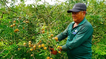 Nhãn xuồng Vĩnh Châu giá chỉ hơn 10.000 đồng một kg