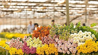 Nhật Bản chi gần 800 tỷ đồng mua hoa cúc Việt