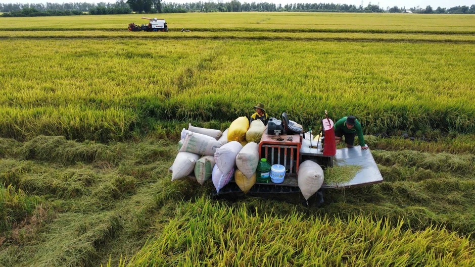 Nông dân lo lắng vì lúa giảm giá, VFA kiến nghị sớm mua tạm trữ Nông dân lo lắng vì lúa giảm giá, VFA kiến nghị sớm mua tạm trữ
