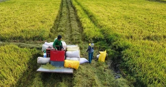 Nông dân lo lắng vì lúa giảm giá, VFA kiến nghị sớm mua tạm trữ