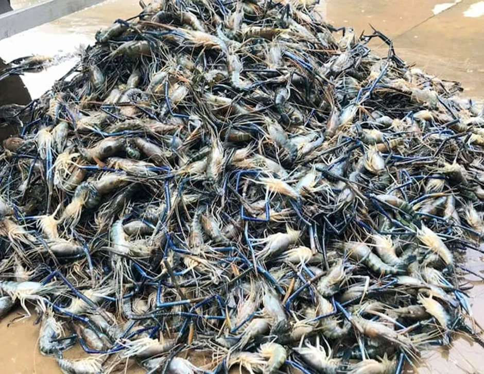 Nông dân miền Tây dùng nguyên liệu bất ngờ để vỗ béo tôm càng xanh Nông dân miền Tây dùng nguyên liệu bất ngờ để vỗ béo tôm càng xanh