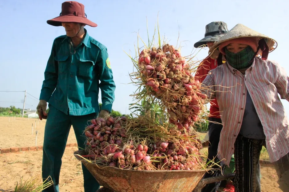 Nông dân trồng hành tím ở Quảng Ngãi trúng mùa, được giá Nông dân trồng hành tím ở Quảng Ngãi trúng mùa, được giá